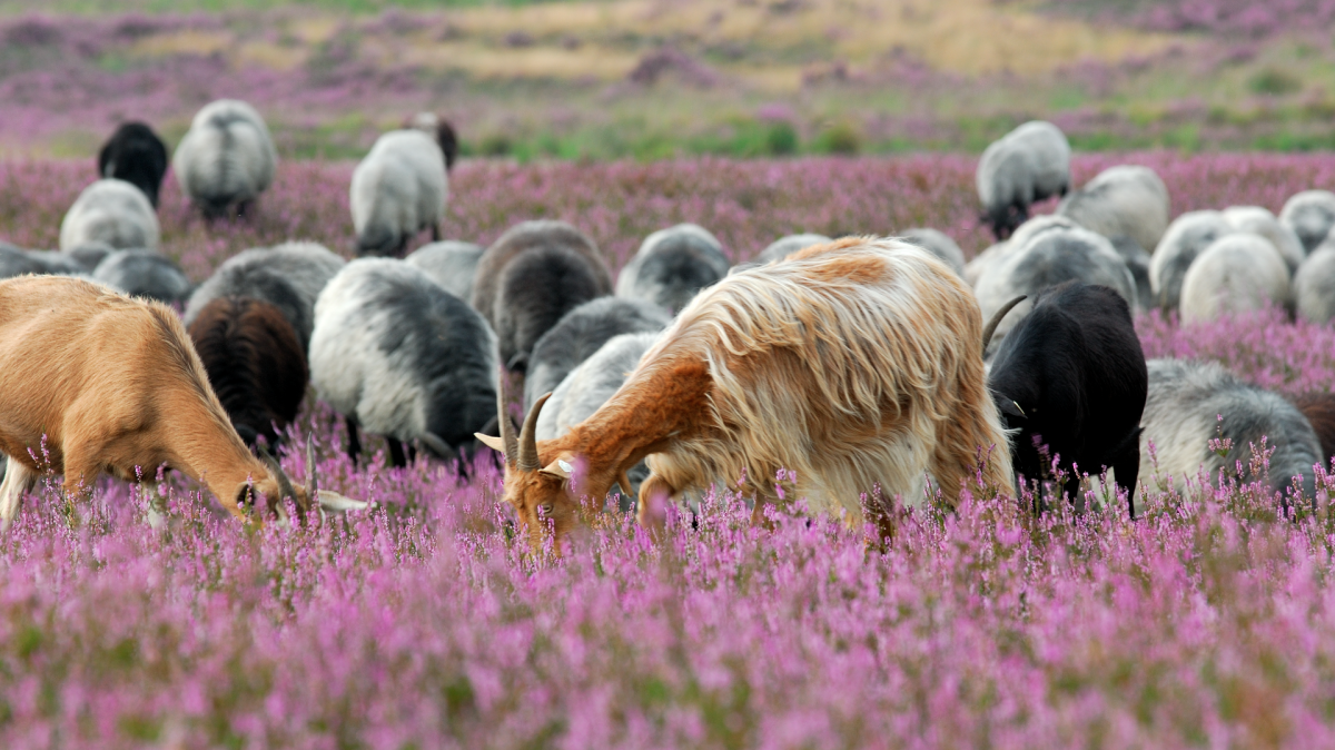 Heidegebied Senne met Heidschnuckeschaapherder